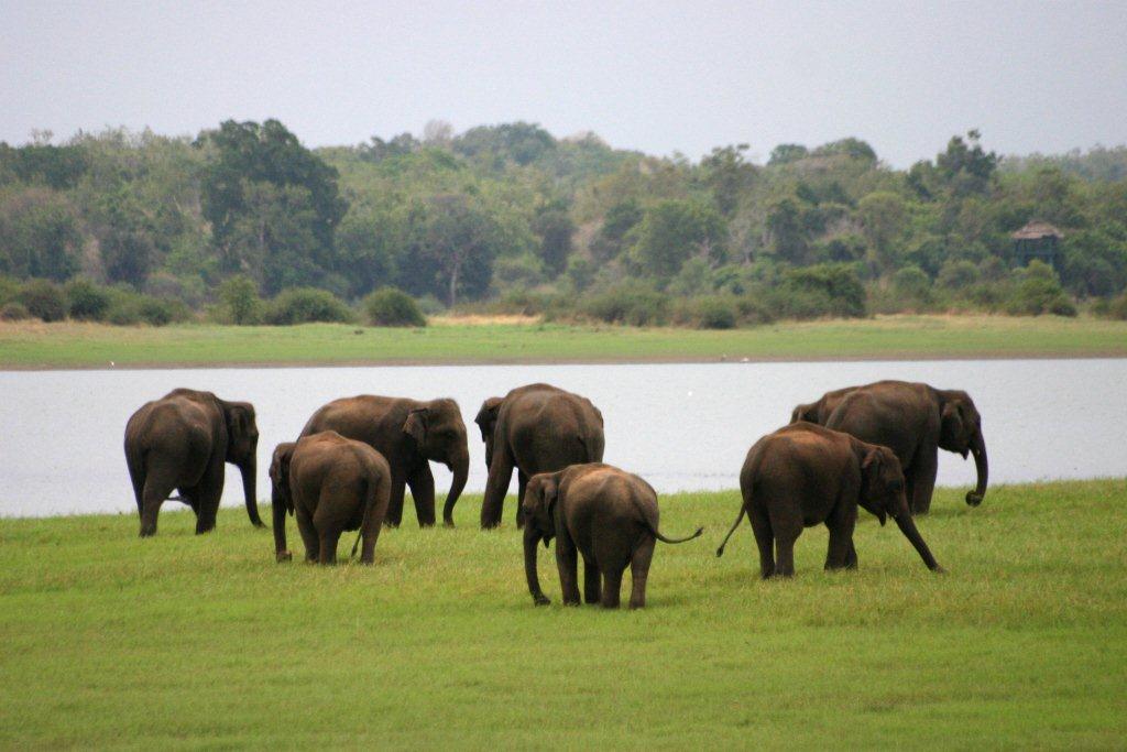 Minneriya - Elephants Minneriya - Elephants